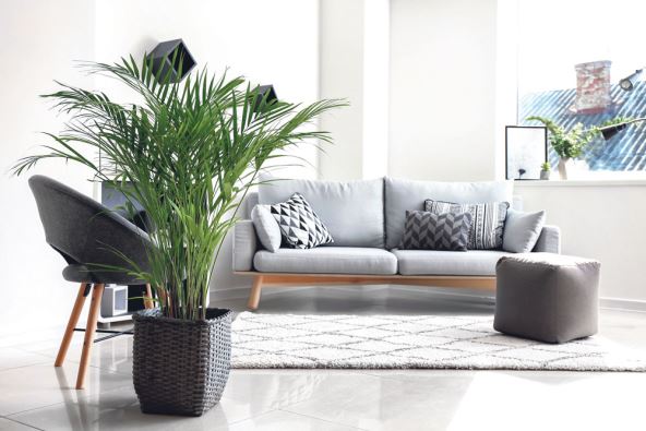 BAMBUS PALMA  stock-photo-decorative-areca-palm-in-interior-of-room-1234004404.jpg