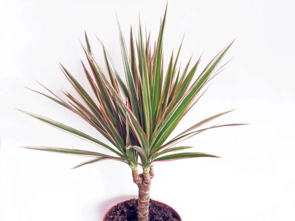DRACENA  stock-photo-slow-growing-flowering-container-plant-dracaena-marginata-or-red-edged-dracaena-or-madagascar-514361185.jpg