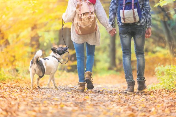 stock-photo-beautiful-young-couple-on-a-walk-in-autumn-forest-334941971.jpg