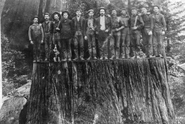 drvosece-u-kanadi (3).png