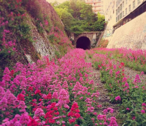 roze-tunel.jpg