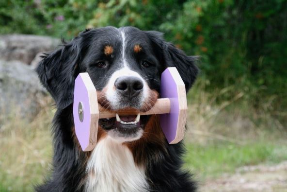 Pas u ustima drži teg