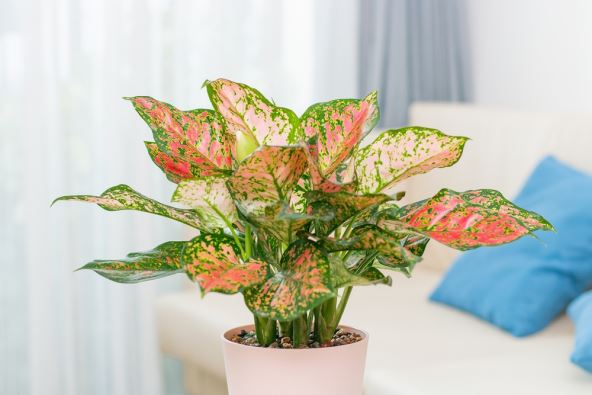 Aglaonema