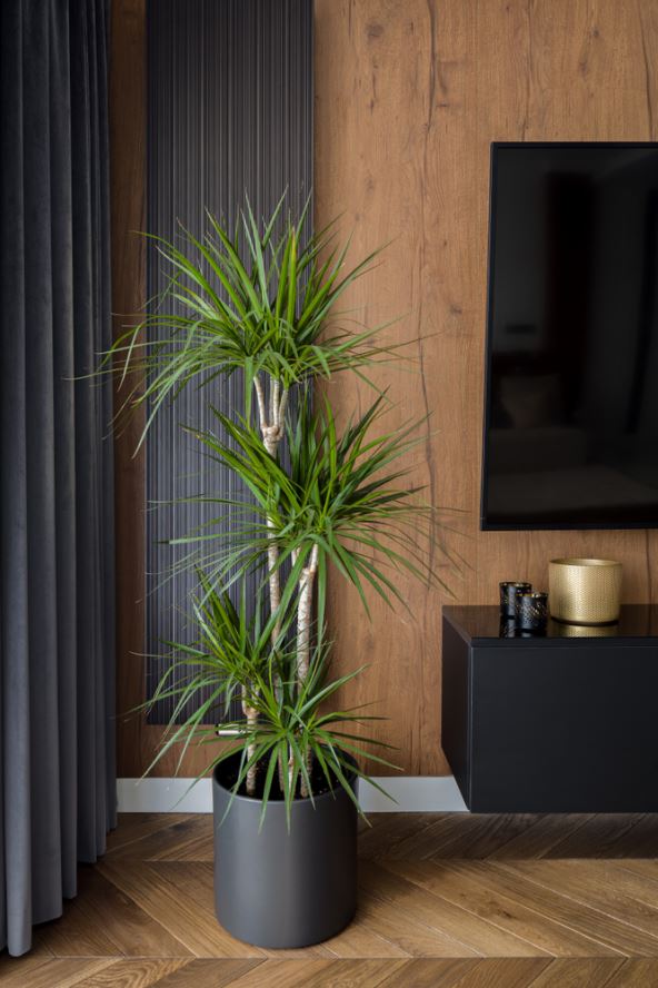 Dracaena