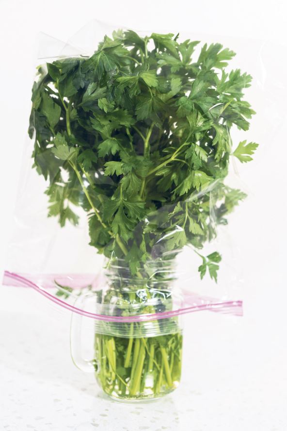 ZACINI  stock-photo-storing-fresh-parsley-in-a-jar-with-water-and-cover-with-a-plastic-bag-2391955685.jpg