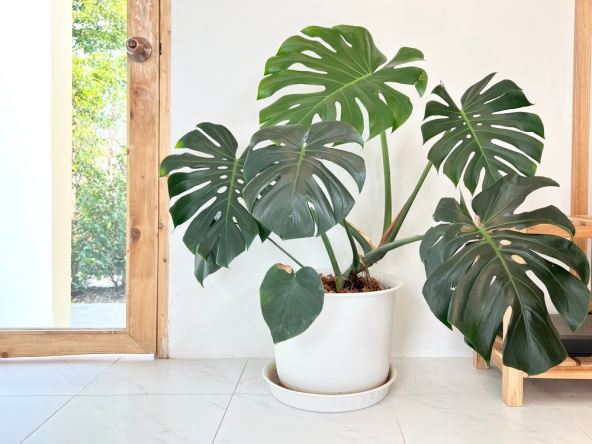 Monstera