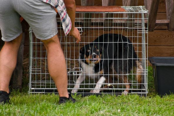 Čovek se ponaša loše prema psu zatvorenom u kavezu