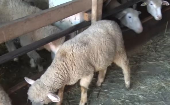 2026-02-20 11_46_18-UŽICE 30.06.2025. Stanići iz Stapara kod Užica imaju jedanaestoro dece.Ministark.png