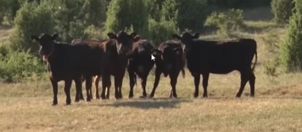 2026-02-20 11_46_37-UŽICE 30.06.2025. Stanići iz Stapara kod Užica imaju jedanaestoro dece.Ministark.png