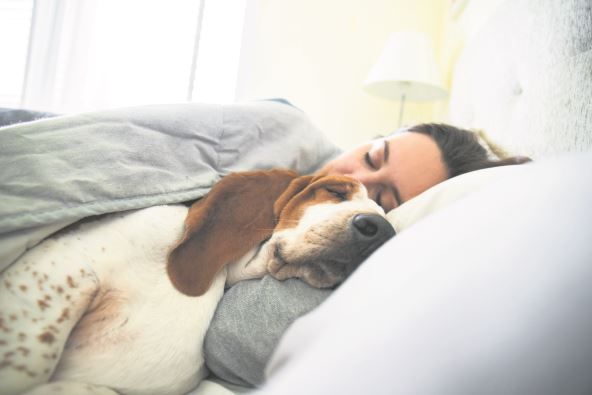 stock-photo-girl-and-dog-sleeping-together-comfortably-and-cuddled-in-bed-in-the-morning-in-bed-with-best-1380379781.jpg