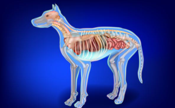 Pas unutrašnji organi