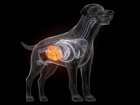 Pas unutrašnji organi