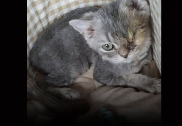 Napuštena mačka u Dubaiju