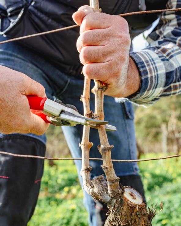 OREZIVANJE  shutterstock_2572946565.jpg