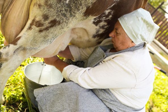 baka koja muze krave