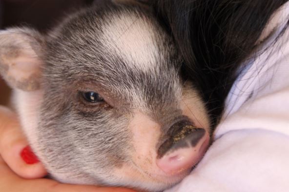 potbellied-pigs.jpg