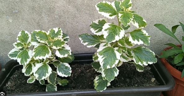 2026-03-18 10_00_30-Window.jpg