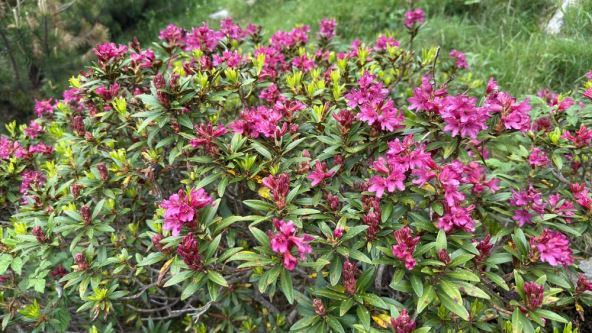 Rhododendron.jpg