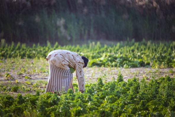 arapske-baste (2).jpg