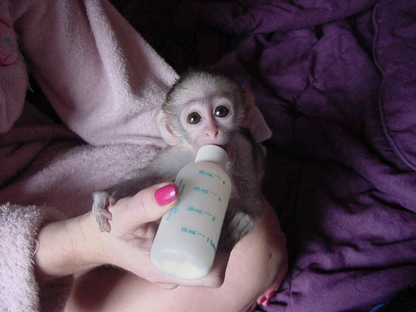 capuchin.jpg