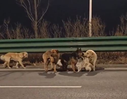 Psi koji su pobegli od kidnapera