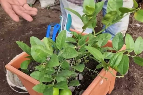 Screenshot 2026-04-01 100716.png