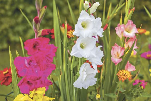 GLADIOLE   stock-photo-beautiful-view-of-colorful-flowers-gladiolus-in-outdoor-garden-bed-in-garden-sweden-2375052855.jpg