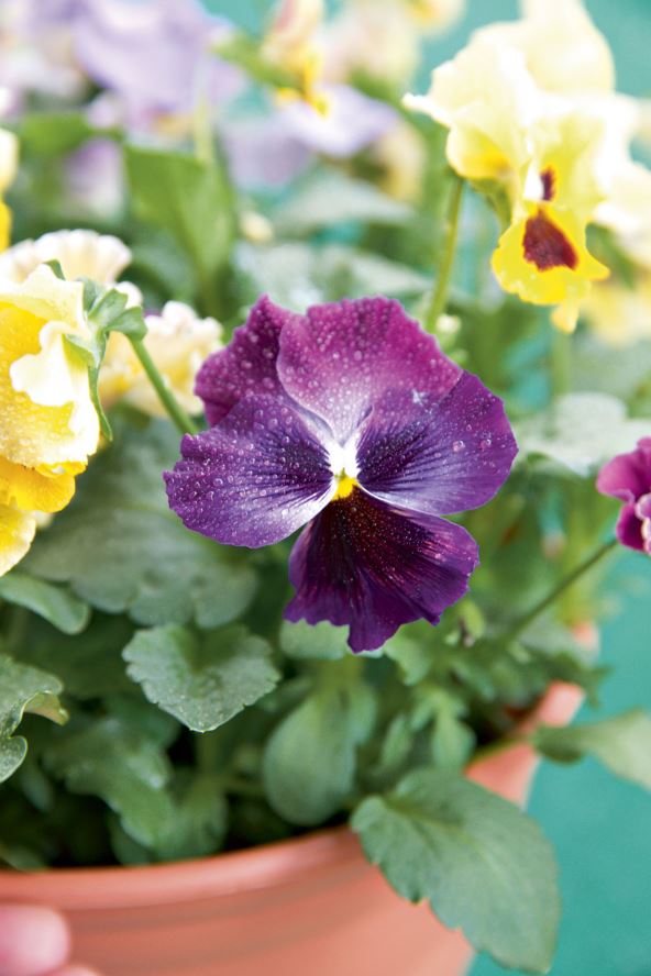 DAN I NOC   stock-photo-viola-plant-with-yellow-violet-flowers-viola-common-violet-viola-tricolor-1305222751.jpg