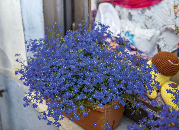 LOBELIJA  stock-photo-blue-trailing-lobelia-sapphire-flowers-707505913 (1).jpg