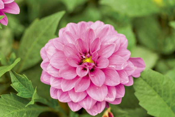 CINIJA   stock-photo-pollen-and-petal-of-purple-flower-in-texture-260798243.jpg