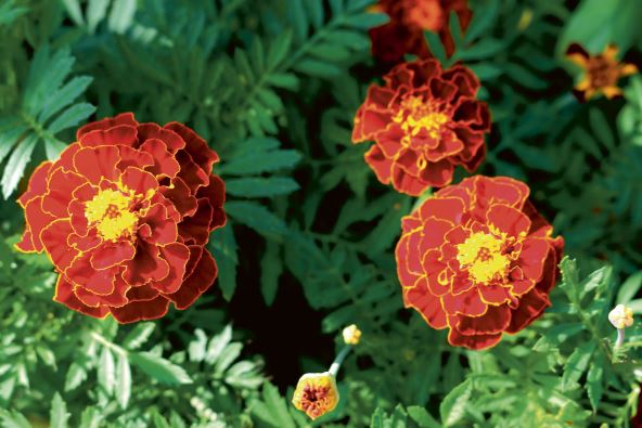 KADIFA   stock-photo-beautiful-orange-red-marigold-flowers-leaves-background-pattern-in-tagetes-garden-close-up-1282336510.jpg