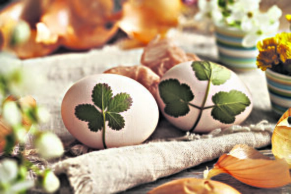 BILJKE   stock-photo-two-white-easter-eggs-with-herbs-attached-to-them-with-old-stockings-preparation-for-dyeing-with-2758643329.jpg