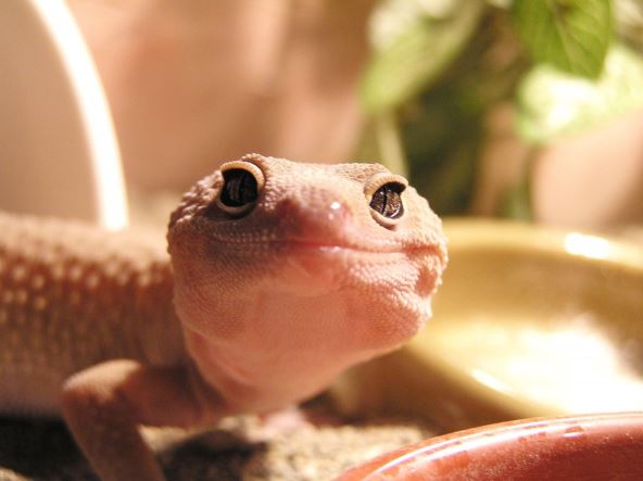 gecko.jpg