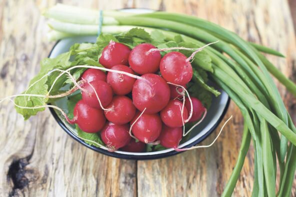 POVRCE  stock-photo-bunch-of-fresh-green-onion-and-radishes-on-old-wooden-table-261009368.jpg