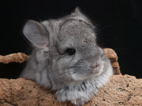 chinchillas.jpg