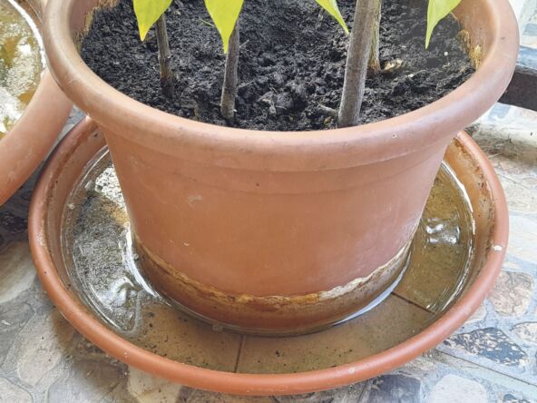 ZALIVANJE POTAPANJEM  stock-photo-plastic-flower-pot-base-with-water-2512701403.jpg