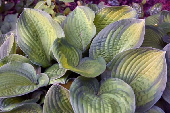 hosta