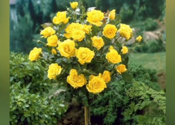 2026-04-30 15_51_18-OVO MORATE ZNATI AKO ŽELITE DA UZGAJATE RUŽE STABLAŠICE - YouTube.png