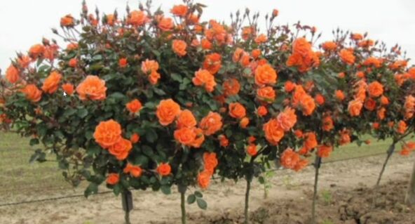 2026-04-30 15_51_28-OVO MORATE ZNATI AKO ŽELITE DA UZGAJATE RUŽE STABLAŠICE - YouTube.png