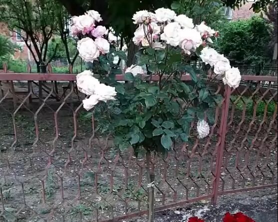 2026-04-30 15_52_53-Ruze stablasice #2023 #new #roses - YouTube.png