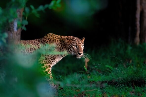 Leopard u šumi Šri Lanke.jpg