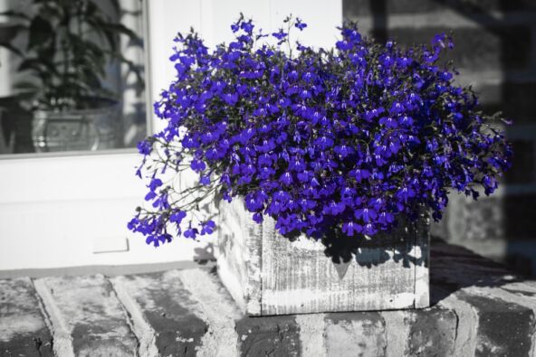 shutterstock_1808749402.jpg