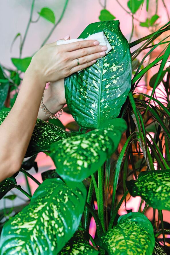GLAVNA  stock-photo-female-gardener-hands-wiping-the-dust-from-houseplant-leaves-taking-care-of-plant-dieffenbachia-1691898799.jpg