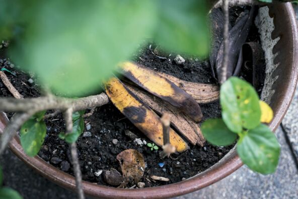 BANANA  stock-photo-top-view-of-a-decaying-banana-peel-thrown-into-a-potted-plant-can-be-garbage-or-intended-as-1799901010.jpg