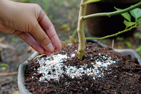LJUSKA JAJETA stock-photo-pounded-eggshells-can-be-used-as-fertilizer-1916355200.jpg