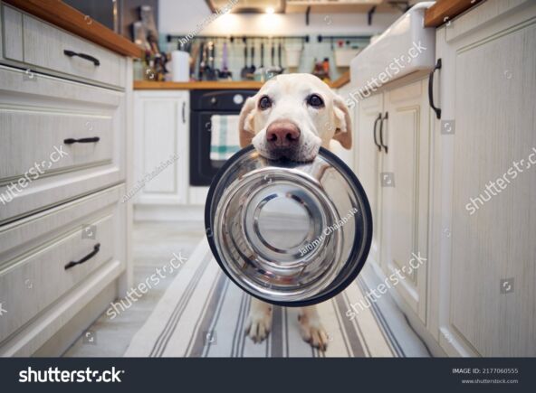 stock-photo-hungry-dog-with-sad-eyes-is-waiting-for-feeding-at-kitchen-cute-labrador-retriever-is-holding-dog-2177060555.jpg