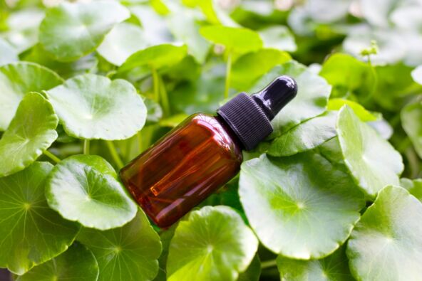 Biljka Centela azijatika i serum