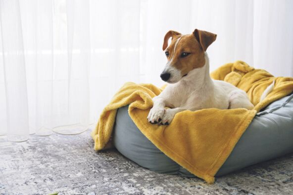 stock-photo-cute-sleepy-jack-russel-terrier-puppy-with-big-ears-resting-on-a-dog-bed-with-yellow-blanket-small-1932958211.jpg