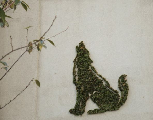 grafiti-od-mahovine.jpg