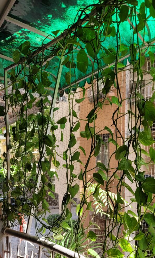 BILJKE PENJACICE  stock-photo-money-plant-curtain-in-balcony-2456311249.jpg